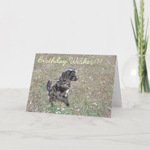 Carte Joyeux Pooch d'anniversaire !