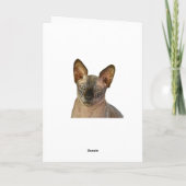 Carte Jugement Sphinx Chat Joyeux Anniversaire Cassie (Dos)