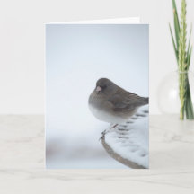 Junco d'hiver