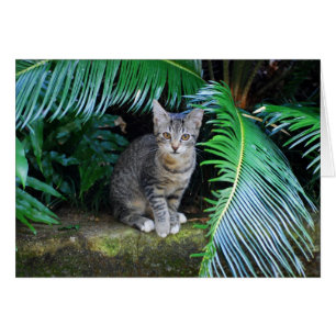Carte Jungle Tabby Kitten