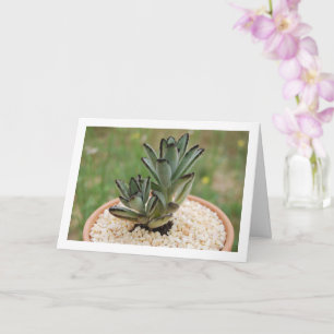 Carte Kalanchoe Tomentosa plante succulente, plante Pand