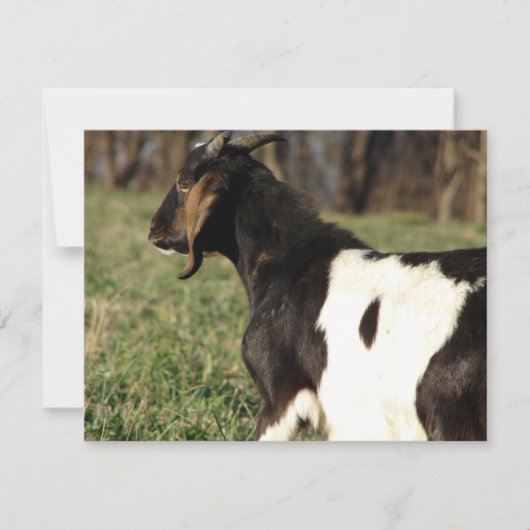 Carte Kalvin (Devant)