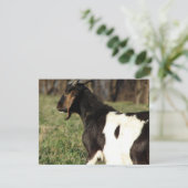 Carte Kalvin (Debout devant)