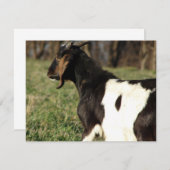 Carte Kalvin (Devant / Derrière)