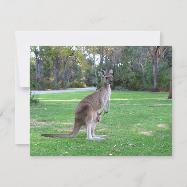 Carte Kangaroo et Joey (Devant)