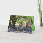 Carte Kangaroo Famille Joyeux Humour d'anniversaire (Dos)