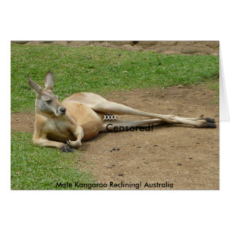 Carte Kangourou mâle couché ! Australie