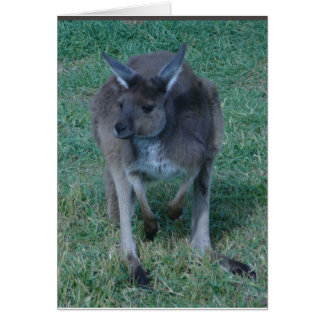 Carte kangourou Skippy
