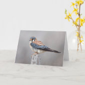 Carte Kestrel américain (Fleur jaune)