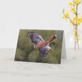 Carte Kestrel américain (Fleur jaune)