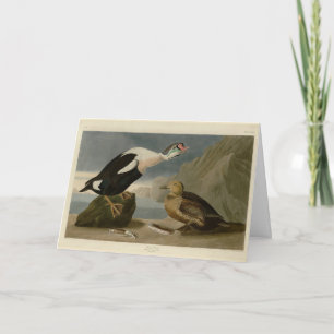 Carte King Duck (roi Eider) Audubon's Birds of America