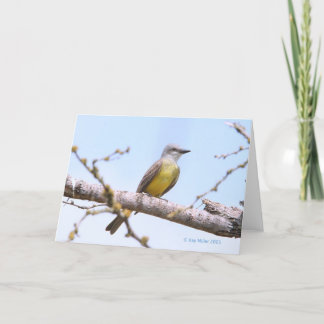 Carte Kingbitrd-1-05 tropical