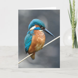 Carte Kingfisher en attente.