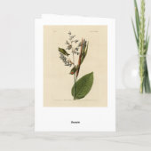 Carte Kinglet couronné d'or, les oiseaux d'Amérique d'Au (Dos)