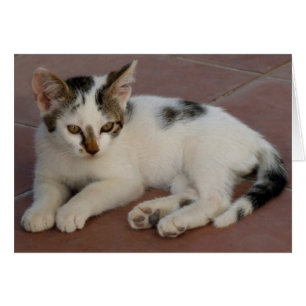 Carte Kitten