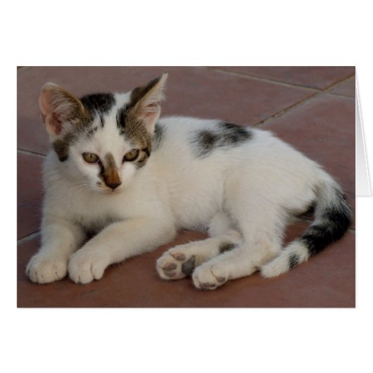 Carte Kitten (Devant horizontal)