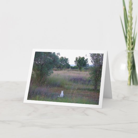 Carte Kitten blanc à Campo (Devant)