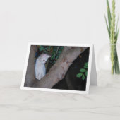 Carte Kitten blanc dans le portrait d'arbre (Devant)