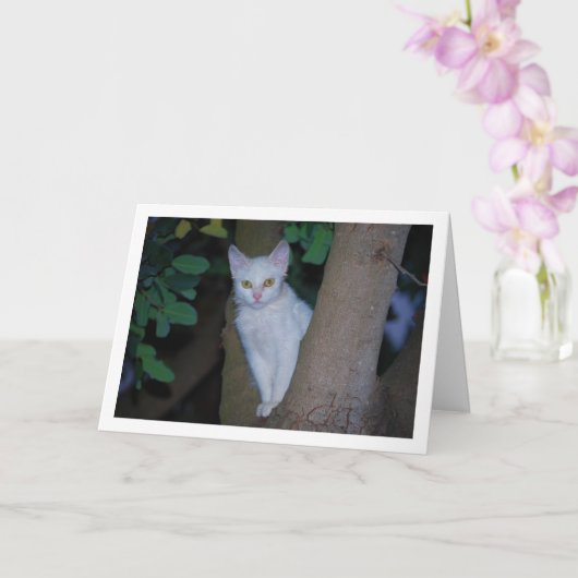 Carte Kitten blanc dans le portrait d'arbre (Orchidée)