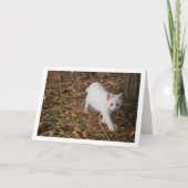 Carte Kitten blanc en portrait de forêt (Devant)