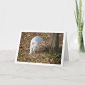 Carte Kitten blanc en portrait de forêt (Devant)