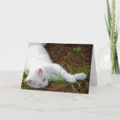 Carte Kitten blanc sur aiguilles de pin (Devant)
