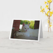 Carte Kitten blanc sur chaise (Fleur jaune)