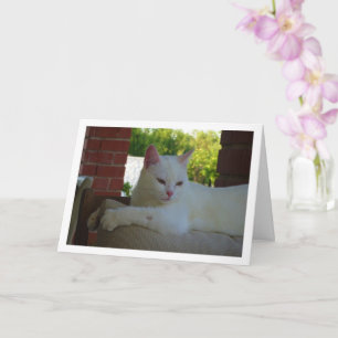 Carte Kitten blanc sur chaise