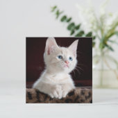 Carte Kitten blanc vulnérable (Debout devant)
