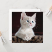 Carte Kitten blanc vulnérable (Devant/Arrière en situation)