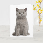 Carte Kitten de Shorthair britannique (10 semaines) 2 (Fleur jaune)