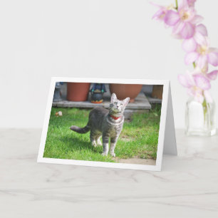 Carte Kitten gris dans le jardin