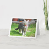 Carte Kitten gris dans le portrait de jardin (Devant)