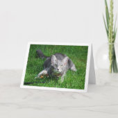 Carte Kitten gris sur la pelouse avec jouet (Devant)