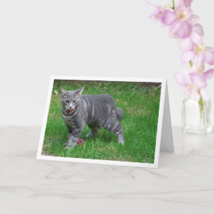 Carte Kitten gris sur pelouse