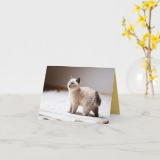 Carte Kitten Love