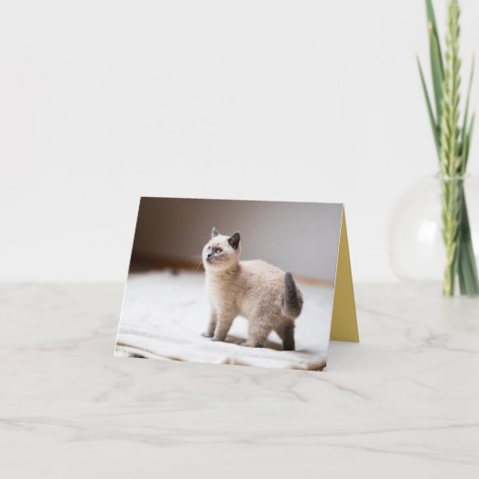 Carte Kitten Love (Devant)