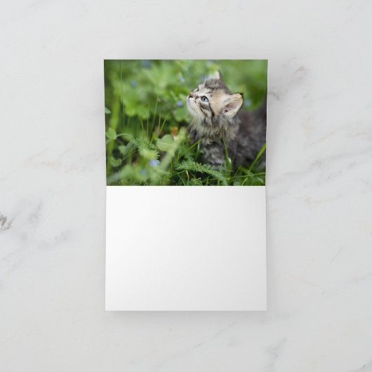 Carte Kitten Love (Intérieur)