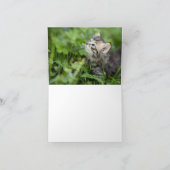 Carte Kitten Love (Intérieur)