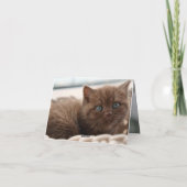 Carte Kitten Love (Dos)