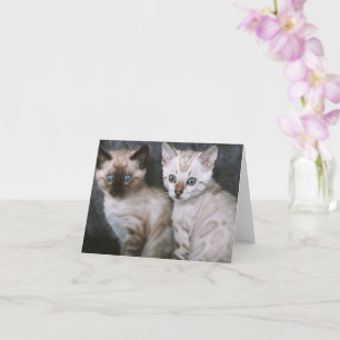 Carte Kitten Love
