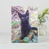 Carte Kitten noir (Debout devant)