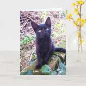 Carte Kitten noir (Fleur jaune)