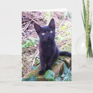 Carte Kitten noir