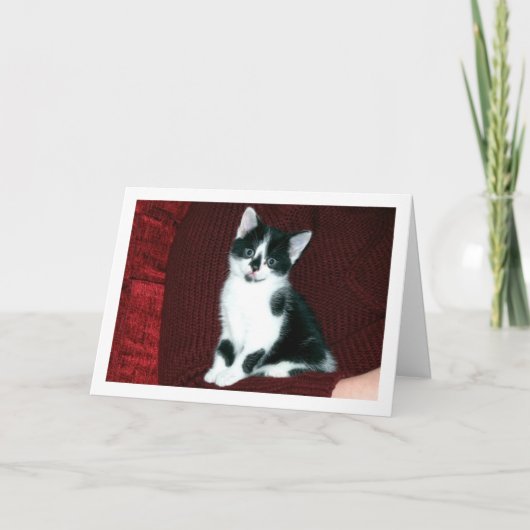 Carte Kitten noir et blanc (Devant)