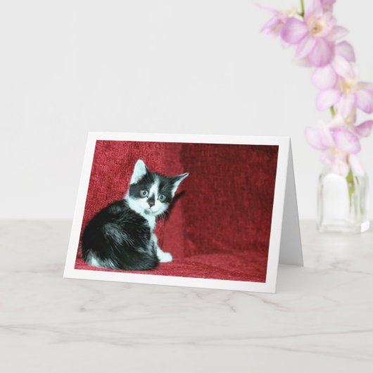 Carte Kitten noir et blanc sur canapé rouge (Orchidée)