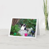 Carte Kitten noir et blanc sur Rockery (Devant)