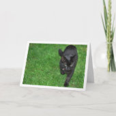 Carte Kitten noir sur l'herbe (Devant)