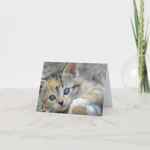 Carte Kitten Note Card