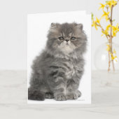 Carte Kitten persan (2 mois) assis (Fleur jaune)
